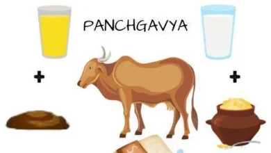 Panchgavya Products