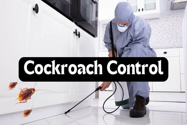 Cockroach Control Service in Jaipur