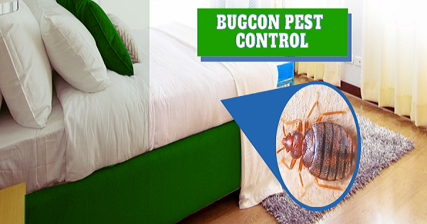 Jaipur Bedbugs Control Services