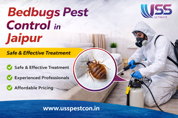 Bedbugs Pest Control in Jaipur