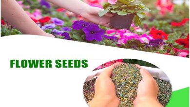 Summer Flower Seeds India​