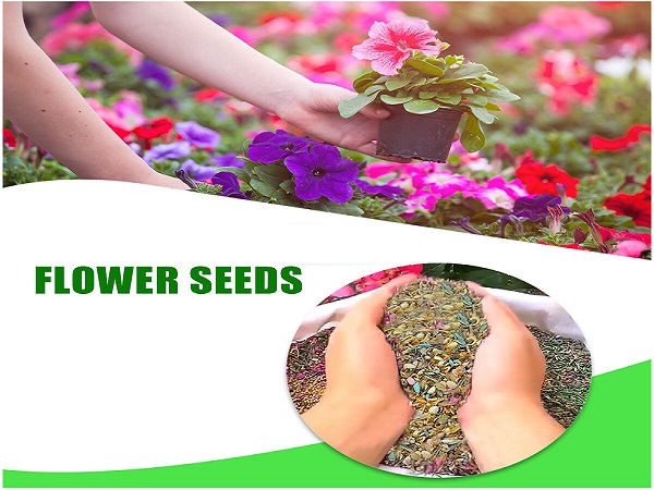 Summer Flower Seeds India​