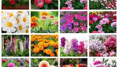 Summer Flowering Bulbs​