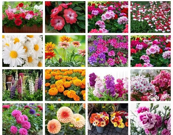 Summer Flowering Bulbs​