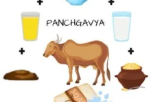 Panchgavya Products