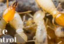 Pest Control Treatment for Buildings in Jaipur