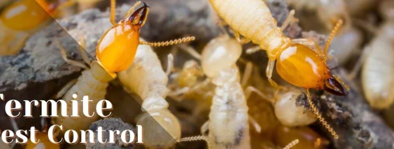 Pest Control Treatment for Buildings in Jaipur