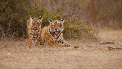 Ranthambore Tiger weekend tour