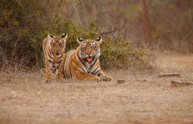 Ranthambore Tiger weekend tour