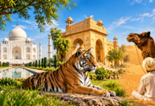 Ranthambore wildlife tour holiday package