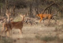 Ranthambore Online safari Booking