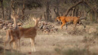 Ranthambore Online safari Booking