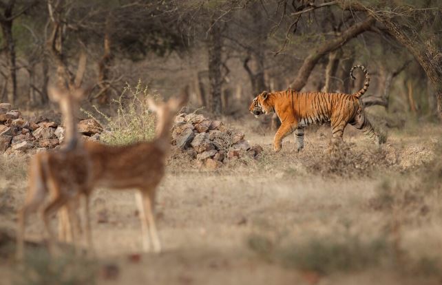 Ranthambore Online safari Booking